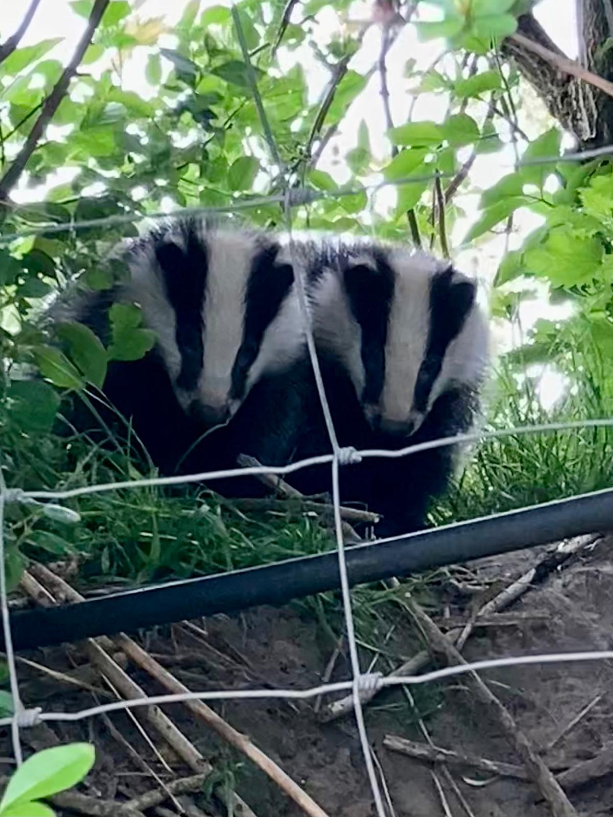 Badgers