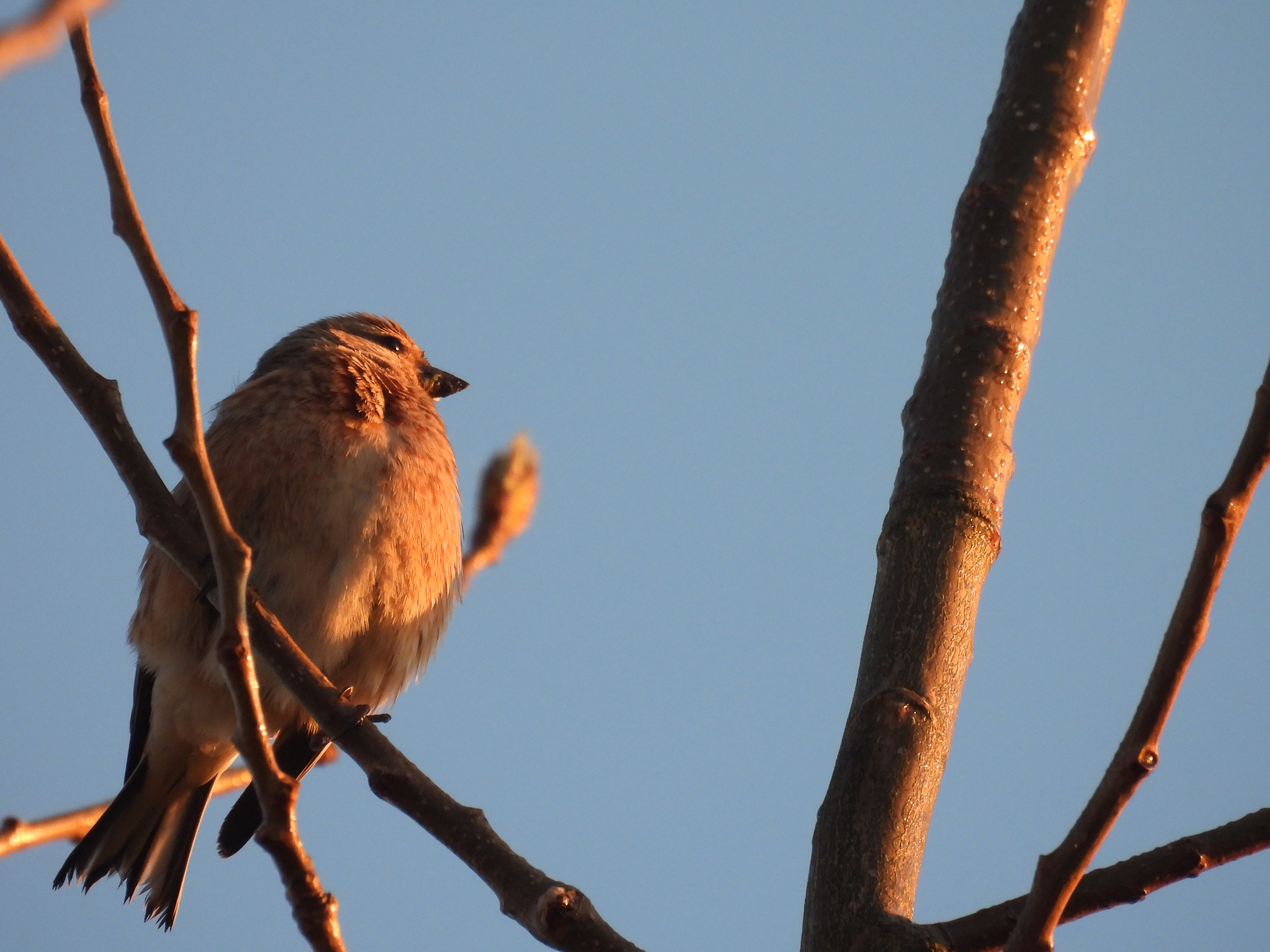 Wincheap Birds